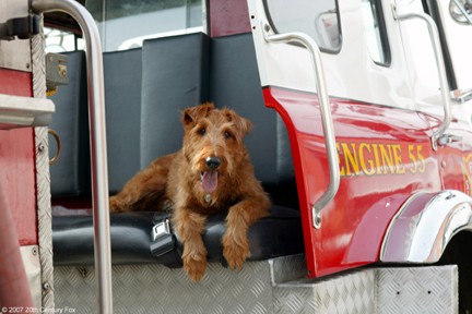firehouse dog 2007